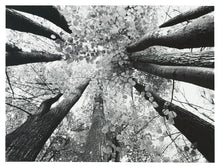 Load image into Gallery viewer, Ananya - Black/White - Wall Art